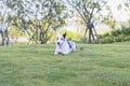 A corgi walks on the grass Royalty Free Stock Photo