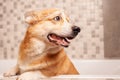 corgi washes in bathroom, funny hat on ears, water procedures