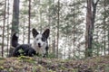 Corgi welsh cardigan outdoors