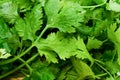 Coriander