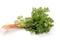 Coriander Royalty Free Stock Photo