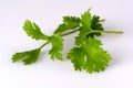 Coriander, also known as cilantro, isolated on white Royalty Free Stock Photo