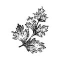 coriander chervil sketch hand drawn vector