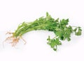 Coriander or cilantro