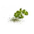 Coriander (Cilantro)