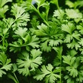 Coriander cilantro background