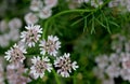 Coriander, cilantro