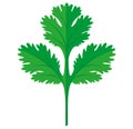 Coriander or Cilantro Leaf vector flat graphic illustration, fully adjustable and scalable.
