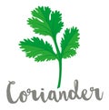 Coriander or Cilantro Leaf vector illustration