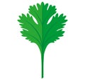 Coriander or Cilantro Leaf vector flat graphic illustration, fully adjustable and scalable