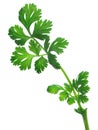 Coriander,cilatro,dhania Royalty Free Stock Photo