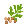 Coriander Coriandrum sativum