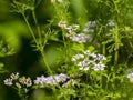 Coriander (Coriandrum sativum)