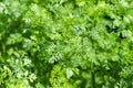 Coriander (Coriandrum sativum L.) Royalty Free Stock Photo