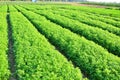 Coriander crop, green vegetable field, soil culture agriculture