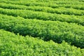 Coriander crop, green vegetable field, soil culture agriculture