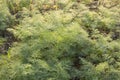 Coriander with dew adhering to the leaves in the morning in a growing garden, cultivated on the soil and straw in the morning Royalty Free Stock Photo