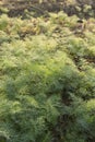 Coriander with dew adhering to the leaves in the morning in a growing garden, cultivated on the soil and straw in the morning Royalty Free Stock Photo