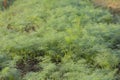 Coriander with dew adhering to the leaves in the morning in a growing garden, cultivated on the soil and straw in the morning Royalty Free Stock Photo