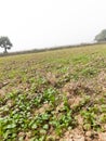 coriander farming in village of Bihar India