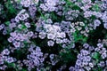 coriander field in bloom to harvest seed,agricultural nature composition,fresh green cilantro, coriander plant leaves in summer Royalty Free Stock Photo