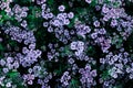 coriander field in bloom to harvest seed,agricultural nature composition,fresh green cilantro, coriander plant leaves in summer Royalty Free Stock Photo