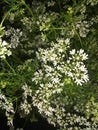 Coriander field image full wallpaper hd Royalty Free Stock Photo