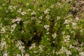 Coriander flower blooming in the coriander field. Coriander is an annual herb in the family of Apiaceae. It is also known as