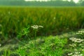 Coriander flower blooming in the coriander field. Coriander is an annual herb in the family of Apiaceae. It is also known as