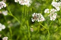 Coriander flowering, bee pollinates coriander flower. Growing spices Royalty Free Stock Photo