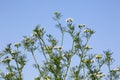 Coriander flowers