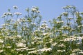 Coriander flowers