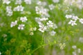 Coriander flowers