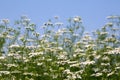 Coriander flowers