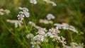 Coriander flowers (Dhonia Pata). Coriander flowers are small in size, with each flower measuring only a few millimeters.