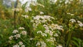 Coriander flowers (Dhonia Pata). Coriander flowers are small in size, with each flower measuring only a few millimeters.