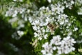 Coriander flowers in garden