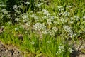 Coriander flowers in the garden Royalty Free Stock Photo