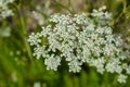 Coriander flowers in the garden Royalty Free Stock Photo