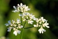 Coriander flowers