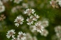 Coriander flowers are rich in micronutrients and antioxida