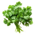 Coriander fresh bunch isolated on white trnsparent