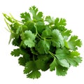 Coriander fresh bunch isolated on white trnsparent