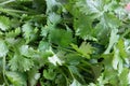 Coriander fresh green leaves. Coriander is loaded with antioxidants Royalty Free Stock Photo