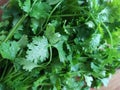 Coriander fresh green leaves. Coriander is loaded with antioxidants Royalty Free Stock Photo