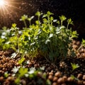 Coriander, fresh herbs leaves seasoning for cooking ingredient