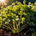 Coriander, fresh herbs leaves seasoning for cooking ingredient