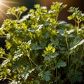 Coriander, fresh herbs leaves seasoning for cooking ingredient