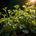 Coriander, fresh herbs leaves seasoning for cooking ingredient