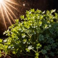 Coriander, fresh herbs leaves seasoning for cooking ingredient